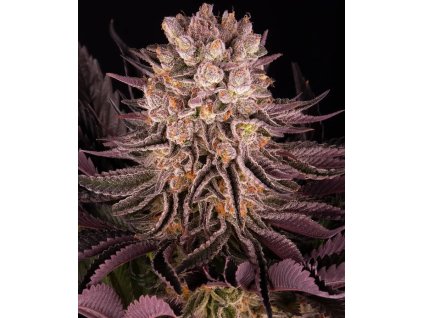 Mimosa x Orange Punch feminizovaná semínka