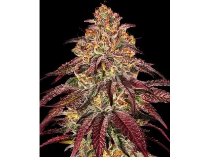 mimosa x orange punch samonakvétací semena