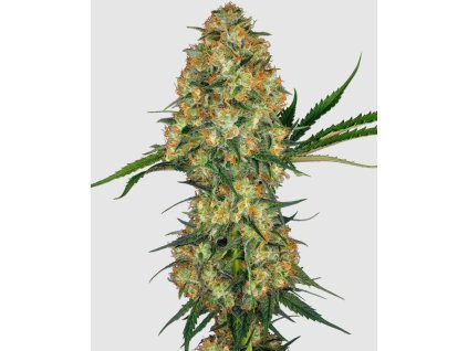 hindu kush feminized sensi seeds hemp