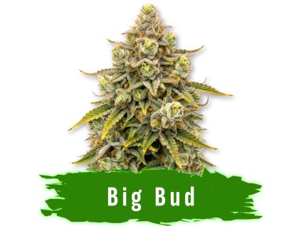 Big Bud auto semena marihuany