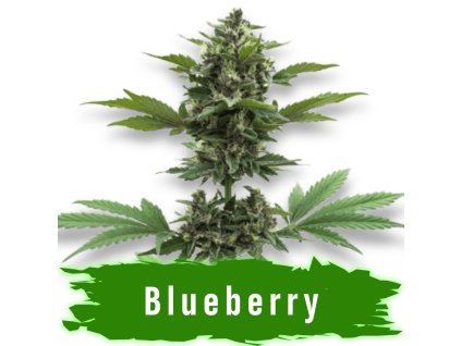 Blueberry ganja