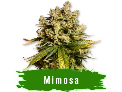 Mimosa auto semena marihuany