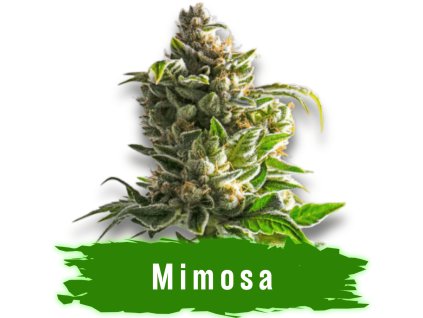 Mimosa autoflower