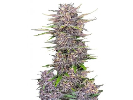 Banana purple punch autoflower