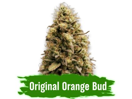 Original Orange Bud semena konopí