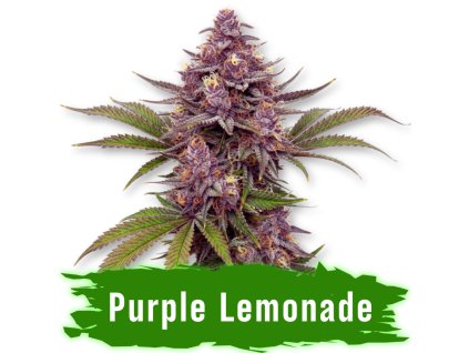 Purple Lemonade auto semena marihuany