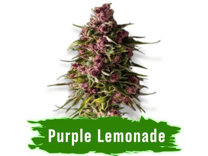 Purple Lemonade dobrá semena