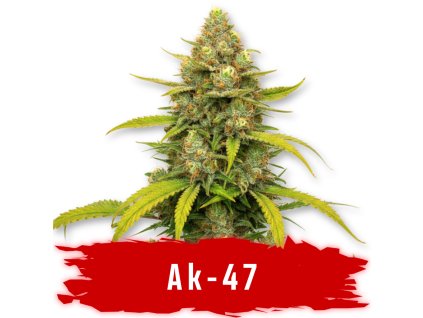 Ak 47 fem semena marihuany