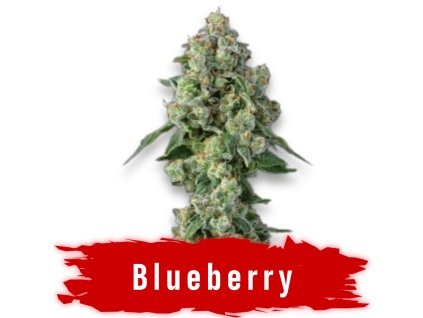 Blueberry thc semeno konopí