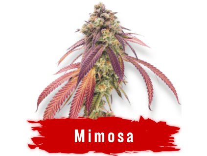Mimosa semínka marihuany