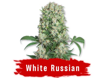 White Russian fem semena marihuany