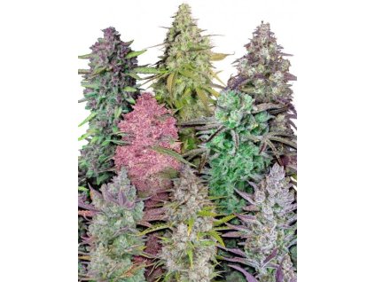 Fastbuds Mixed pack semena marihuany