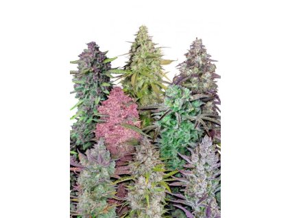 fastbuds mixed pack semena marihuany