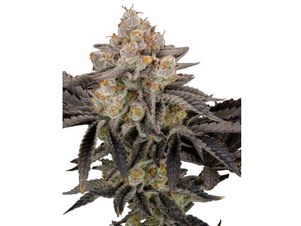 Gorilla Cookies Fast semínka marihuany