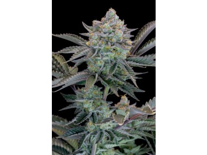 Gorilla Cookies Fast semena marihuany