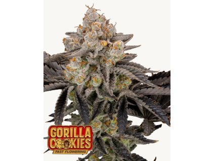 Gorilla Cookies Fast fem