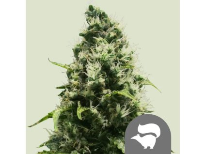 skunk XL regular