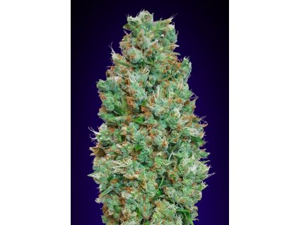 BLueberry auto semena marihuany