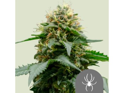 white widow regular