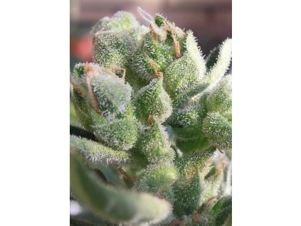 Semena marihuany White Widow