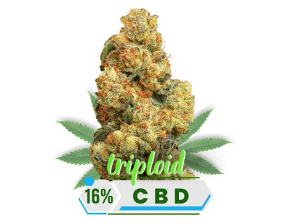 CBD květy sour suver haze