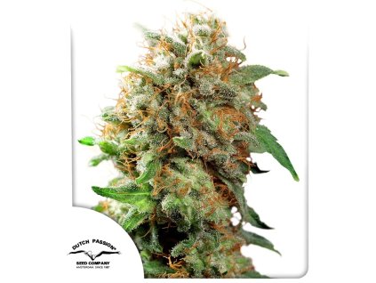 Mazar feminizovaná semínka