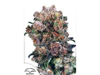 blueberry feminized