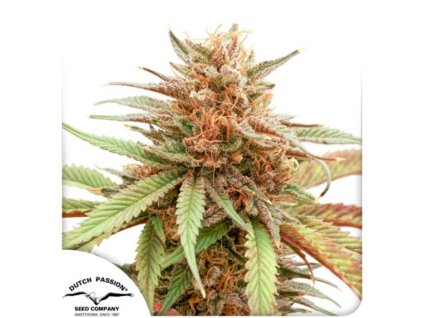 durban dew feminized