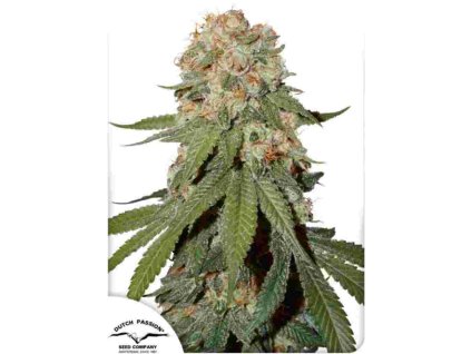 orange bud fem