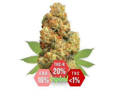 THC-R květy Sour Suver Haze