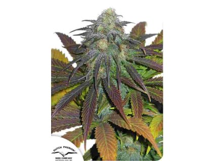 californian orange feminizovaná