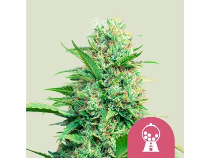 pink runtz feminized