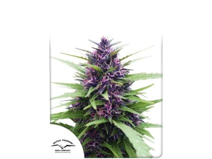 shaman feminized