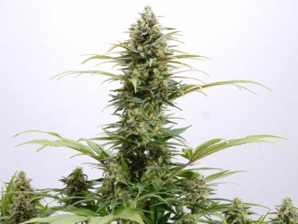 pure skunk marihuana