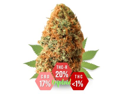THC-R květy Sour Lifter