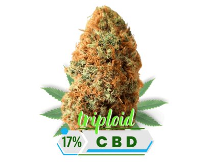CBD květy sour lifter