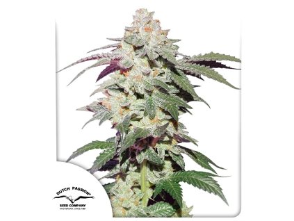 skywalker haze feminized