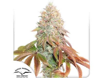 banana blaze feminized