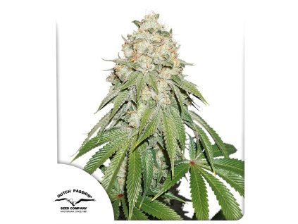 banana blaze feminized seeds