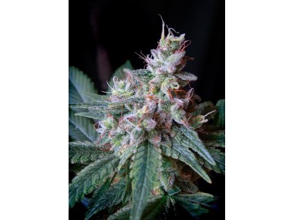 Caramel Cream F1 Hybrid