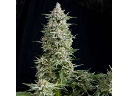 Amnesia Gold Feminized