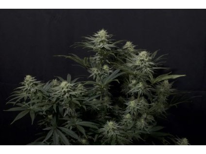 GG4 Sherbet Fast