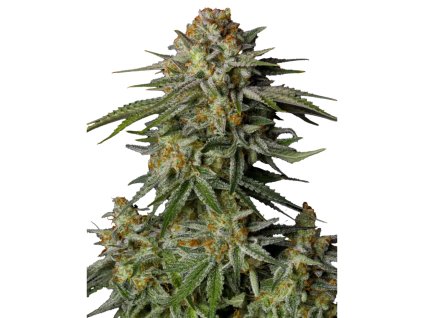 GG4 Sherbet Fastflowering