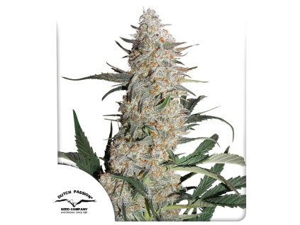 critical orrange punch feminized