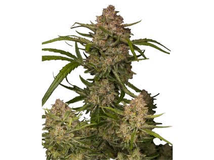 Guava Autoflowers 42 Fast Buds