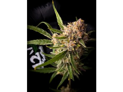 Guava Auto 42 Fast Buds