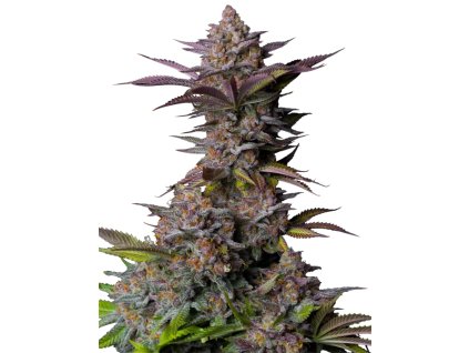 Tropicana Cookies Fast Seeds