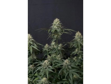 Tropicana Cookies Fast