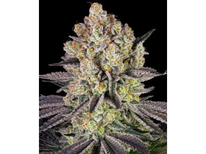 Runtz feminized seeds