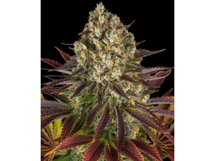 Biscotti semena marihuany